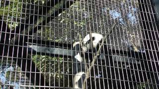 エリマキキツネザル　Black-and-white Ruffed Lemur　千葉市動物公園2014年12月14日 00243