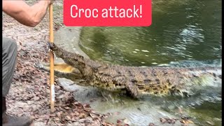 Croc attack!