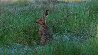 Brown Hare