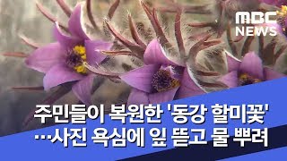 주민들이 복원한 '동강 할미꽃'…사진 욕심에 잎 뜯고 물 뿌려 (2019.03.18/뉴스투데이/MBC)