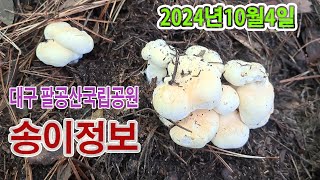 경북 중남부 송이 정보/10월4일