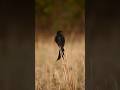 Show of Black Drongo. #shorts #shortsvideo #shortsyoutube #wildlife #birds #avifauna