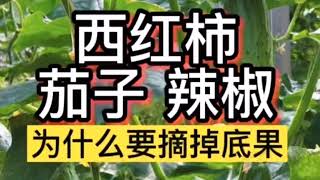 一分钟了解《西红柿茄子辣椒为什么要摘掉底果》是否正确！＝1年辛苦不白费！↘️针对家庭菜园有机种植