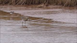 A Curlew Solo Feb 2021