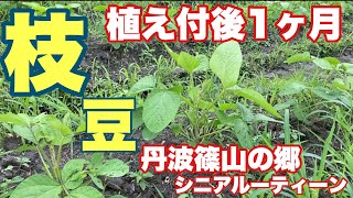 枝豆作りの手順、植え付け後1ヶ月、丹波篠山大黒豆、丹波篠山の郷、シニアルーティーン