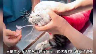 猫咪和狗打架，原本身材匀称的猫气的像个气球一样差点爆炸了