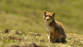Feeding Hungry Fox Cubs is a Full-Time Job | 4K UHD | China: Nature's Ancient Kingdom | BBC Earth