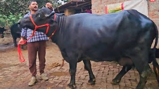 गिरी बाबा के पास एक अच्छी दुध की भैंस बिकाऊ है | Buffalo for Sale in Uttar Pradesh | Bhains Farm