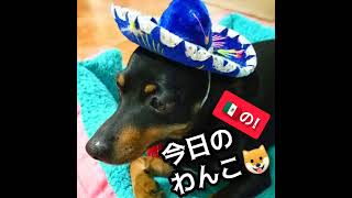 メキシコの今日のわんこ！メキシコ生まれのミニチュアピンシャー！愛犬の紹介です。