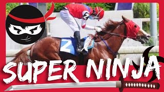 SUPER NINJA | HORSE TO WATCH | 3YO IMPORTED MAIDEN STAKES WINNER