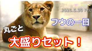 【Lion King】Fu’s Super-Packed Day!🦁 Is Akira’s room her favorite?