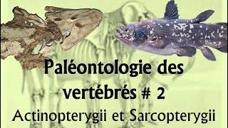 Paléontologie des vertébrés #2 Actinopterygii et Sarcopterygii