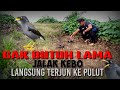 Mikat Burung jalak Kebo di Kebun sawit hasilnya mantap