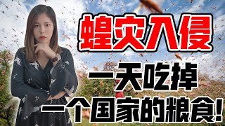 恐蝗灾入侵中国？史上最严重蝗灾！非洲粮食被吃光，人民陷入绝望! 【政经10分钟 EP96】