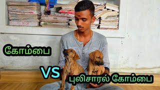 kombai vs pulisaral kombai.6381274326