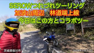 Serowつれづれtouring 林道端上線 茨城県桜川市 2024年3月31日 forest road hashigamiline Ibaraki