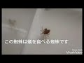 ありんこ記録 9 蟻を食べる蜘蛛 ヒメグモ vsムネアカオオアリ