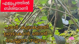 ഈ ഒരു സൂത്രം ചെയ്താൽ ഏതു പച്ചക്കറിയും പറിച്ചാലും, പറിച്ചാലും തീരില്ല.