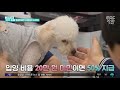 스마트 리빙 유기 동물 입양하면 지원금 드려요 2020.11.20 뉴스투데이 mbc