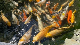 Кормление гигантских карпов Кои. Jumbo Koi fish feeding in my pond. Пруд в саду.