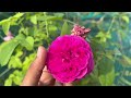 Rose garden update 02-09-2024 in Tamil