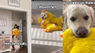 Surprising My Dog With THREE Of His Favorite Duck Toys