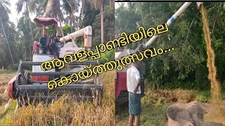 കോഴിക്കോടിന്റെ നെല്ലറ ആവള പാണ്ടിയിലെ കൊയ്ത്തുത്സവം |AVALA PANDI KOYITHULSAVAM |ADVANCED TECHNIQUE