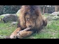 Lion and Lioness eating