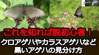 クロアゲハとカラスアゲハなど黒いアゲハの違い・見分け方を紹介