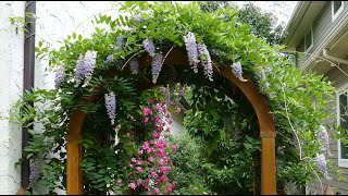 12 Vertical Gardening Ideas using Flowering Vines and Climbers