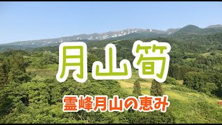 月山筍（霊峰月山の恵み）