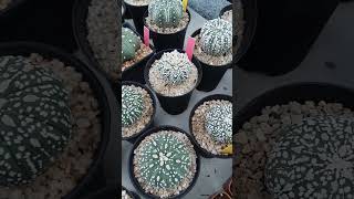 astrophytum asterias astrophytum miracle astrophytum kikko astrophytum starshape capricorne