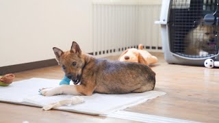 褒められるのも遊ぶのも上手になってきたチャーリーとの生活５０日目