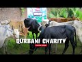 Qurbani Charity