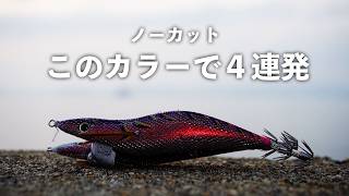 連発！！ほぼノーカットで釣るまでを公開します【エギング】【エンバーメイズ】