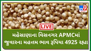 Mandi: મહેસાણાના વિસનગર APMCમાં જુવારના મહત્તમ ભાવ રૂપિયા 4925 રહ્યા |Tv9News