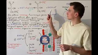 Общая схема работы челноков. Глицеролфосфатный челночный механизм