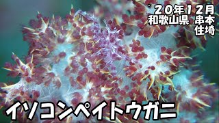 イソコンペイトウガニ（’２０年１２月　和歌山県串本）