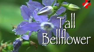 Tall Bellflower: Medicinal