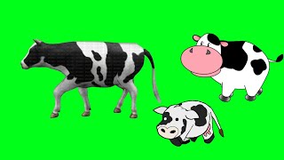 Cow green screen | free green screen | green screen animals | no copyright green screen