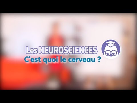 C'est Quoi Le Cerveau ? - Les Neurosciences - Les Bons Profs - YouTube