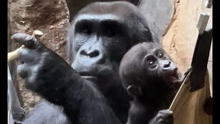 Baby Gorilla Kunda with her Mom #36.   #gorillas