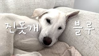 진돗개 블루베리굿 | 진돗개가 원래 이렇게 겁이 많나요? | 진돗개 6개월 폭풍성장, 강아지 성장일기