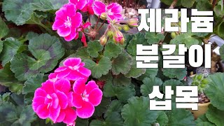 제라늄 분갈이#가지치기 {순집기} #흙배합  #키우기 #물주기{4월 26일}