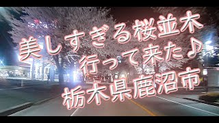 美しすぎる桜並木見て来た。夜編