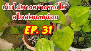 เก็บไม้ด่างสร้างรายได้สไตล์คนงบน้อยEP.31