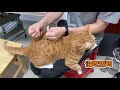 猫咪撒娇要主人给它捶背，它太可爱了 cat 猫