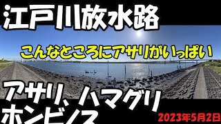 江戸川放水路潮干狩り2023年5月2日