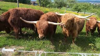 Scottish Highland bulls changing feed