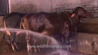 Indian worker bathes cattle at a Gaushala in Delhi